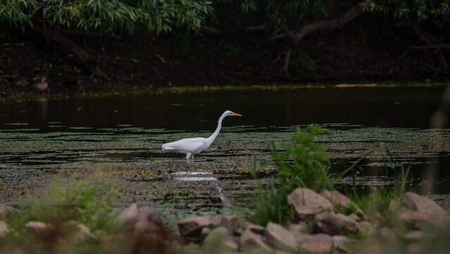 snowy egret in the marsh