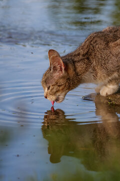 Cat drinking water from a river, tongue visible