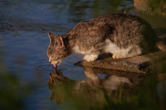 Cat drinking water from a river, tongue visible