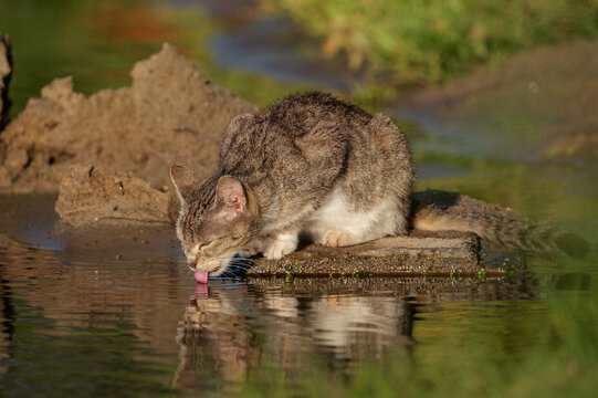 Cat drinking water from a river, tongue visible