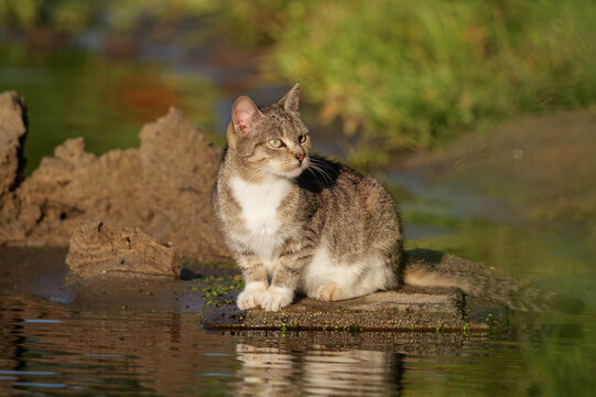 cat on the rock