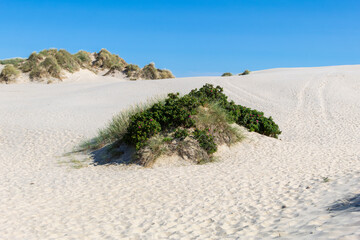 Green plants on white sand dunes © Taljat