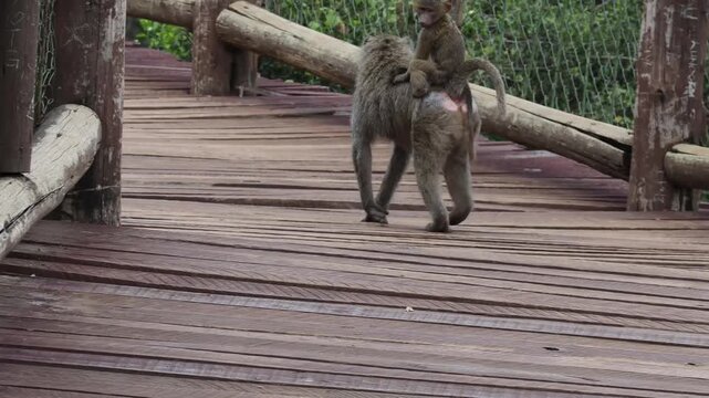 Olive Baboon (Papio anubis) Carrying a Baby on Its Back at Nairobi Safari Walk