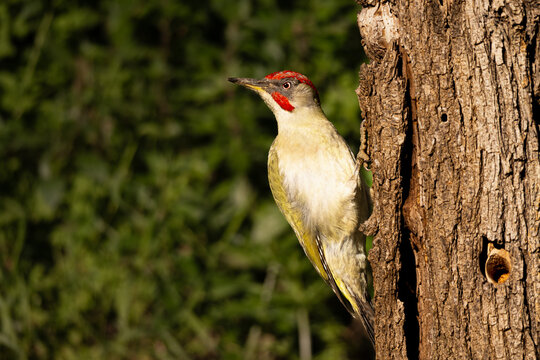 Pito ib&eacute;rico posando en un &aacute;rbol
