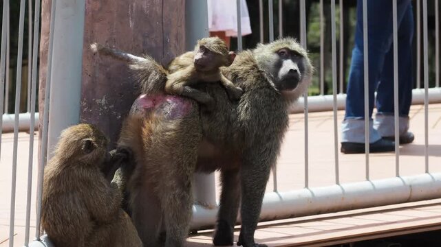 Olive Baboon Family (Papio anubis) Grooming and Picking Parasites at Nairobi National Park