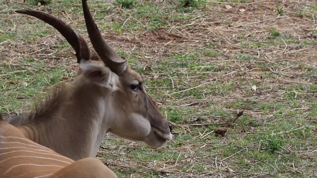 Closeup of Common Eland (Taurotragus oryx) Chewing Cud at Nairobi National Park