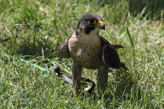 Peregrine Falcon Standing on Green Grass Field Falconry Show