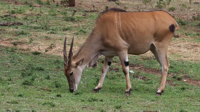 Common Eland (Taurotragus oryx) Grazing Side Profile at Nairobi National Park