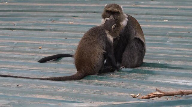 Sykes Monkey (Cercopithecus mitis) on a Roof at Nairobi National Park