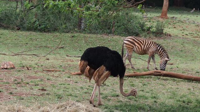 Common Ostrich (Struthio camelus) and Zebra Grazing Together at Nairobi National Park