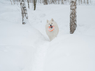Obraz premium A Samoyed dog plays with a puller on a winter walk.