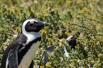 Obraz premium Penguin in the bush