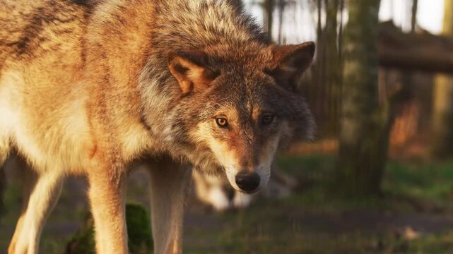 wolf in the woods