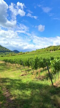 lush green vineyard landscape in the Palatinate (Pfalz) wine region of Rhineland-Palatinate, Germany, German Wine Route