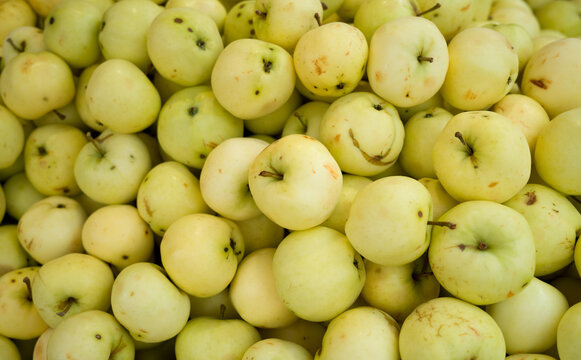 Yellow apple background, many apples top view