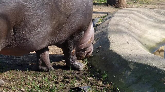 Pygmy hippopotamus, its scientific name is Choeropsis liberiensis