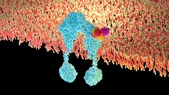 Insulin Binding to Receptor 3D Medical Animation &ndash; Cellular Signaling Visualization