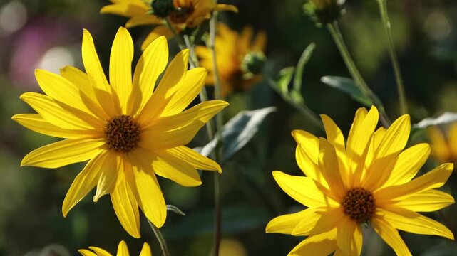 Topinambur (Helianthus tuberosus) - bl&uuml;hende Blumen im Garten, Weilerswist, Nordrhein-Westfalen, Deutschland