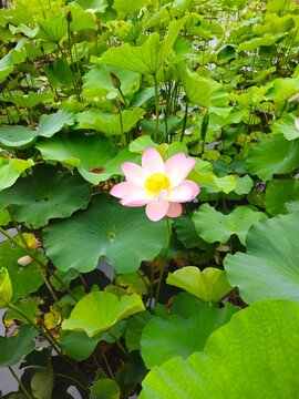 Lily Flower