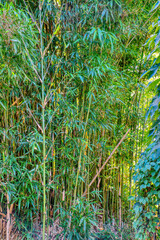 Obraz premium Bamboo plants grow tall at Gardens of Oregon