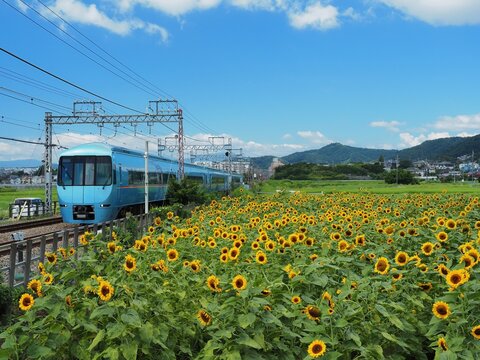 ひまわり畑を行く小田急ロマンスカー