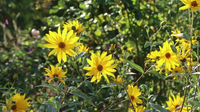 Topinambur (Helianthus tuberosus) - bl&uuml;hende Blumen im Garten, Weilerswist, Nordrhein-Westfalen, Deutschland