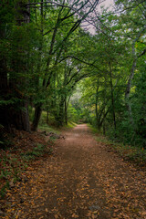 Fototapeta premium path in the forest