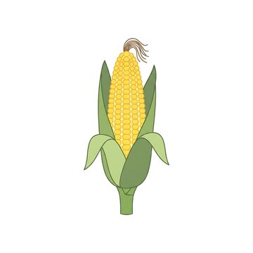 Fresh yellow corn cob with green leaves in a simple flat illustration style