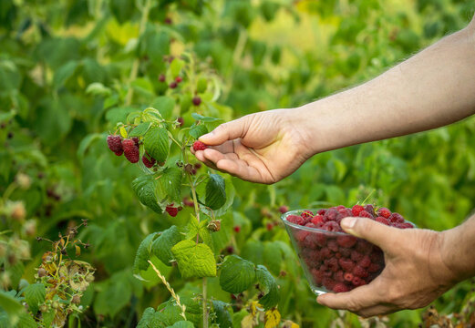 A gardener is picking ripe raspberries from a plant in a farm. They hold a bowl filled with the red fruits. The scene is set during a warm summer afternoon