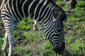 zebra in the grass © Mel