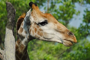 portrait of a giraffe © Mel