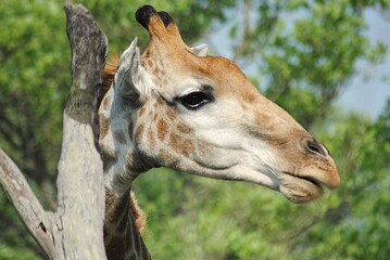 portrait of a giraffe © Mel