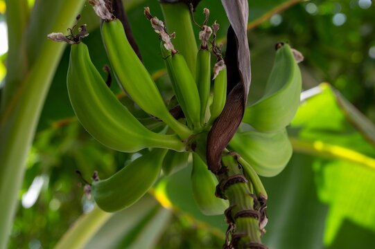 Titolo: Young Green Bananas (Musa acuminata) Developing on Bunch with Flower Bracts

