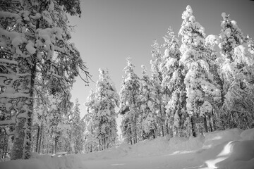 Coniferous trees covered in snow on a bright sunny day in Lapland. © Migara