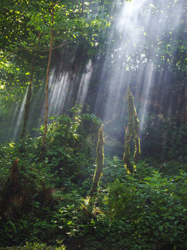 Sunbeams Shining Through Rainforest Canopy in Georgia, copy space