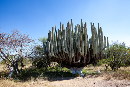 Card&oacute;n gigante de tronco blanqueado en el matorral semi&aacute;rido de Oaxaca, M&eacute;xico