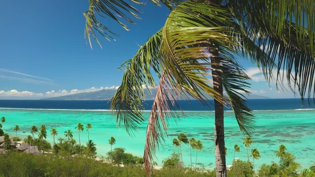 Moorea island tropical beach with swaying palms, white sand and crystal turquoise lagoon blending into deep blue ocean under bright sky. Idyllic, serene vacation paradise, travel to French Polynesia