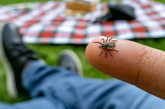 Parasite tick crawling on a human finger closeup, outdoor picnic background with green grass and plaid blanket, risk of lyme disease and encephalitis infection