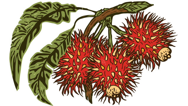 Stylized vector illustration of red rambutan fruits hanging from a branch with green leaves, isolated on a white background for food and botanical design.