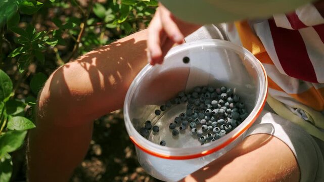 Young man harvesting blueberries into a plastic bucket 4K footage