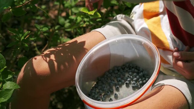 Young man harvesting blueberries into a plastic bucket 4K footage