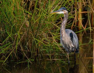 Fototapeta premium great blue heron