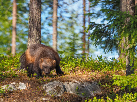 Wolverine (Gulo gulo) Walking in Taiga Forest, copy space