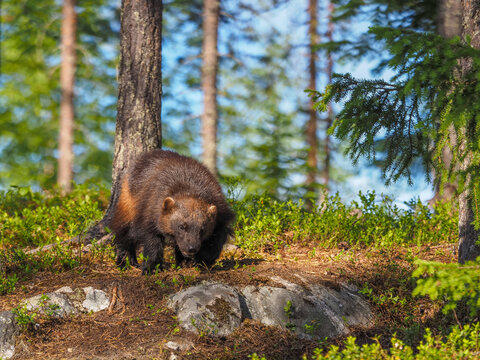Wolverine (Gulo gulo) Walking in Taiga Forest, copy space