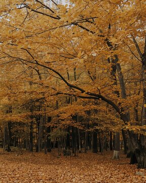 Bosque dorado de oto&ntilde;o con ramas y hojas amarillas en ambiente natural
