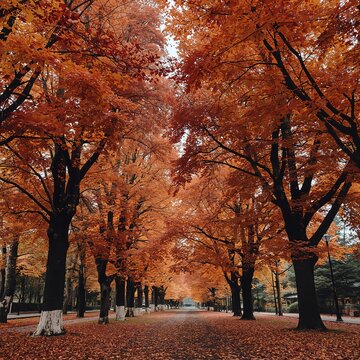 Avenida de &aacute;rboles con hojas rojas y naranjas en pleno paisaje oto&ntilde;al