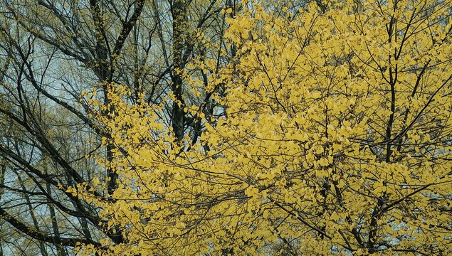 Ramas de &aacute;rboles con hojas amarillas de oto&ntilde;o en primer plano desenfocado