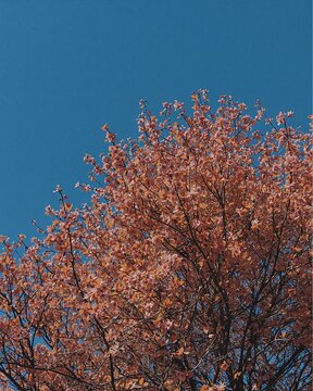 &Aacute;rbol con hojas rosadas y rojizas sobre cielo azul en paisaje de temporada