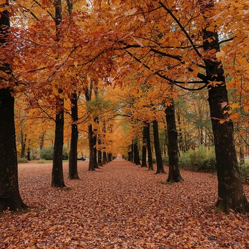 Camino entre &aacute;rboles de oto&ntilde;o con hojas naranjas y ambiente c&aacute;lido natural