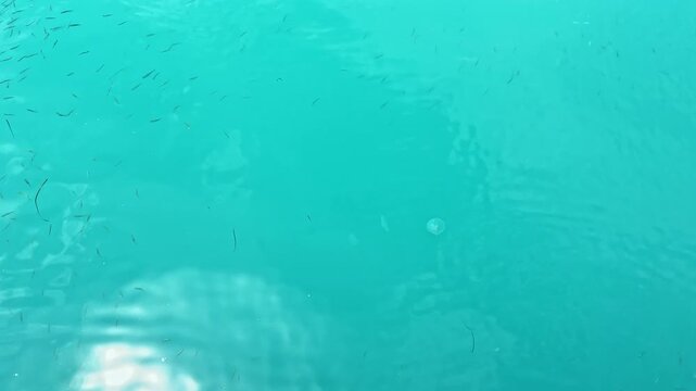 Clear, bright water with small fish and a jellyfish swimming beneath the surface. The sun shines down, creating a reflective surface with movement.